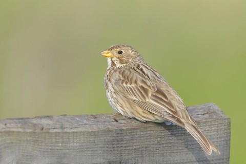 Corn Bunting