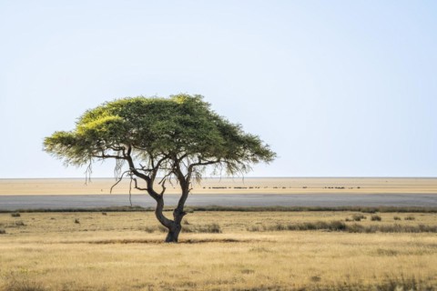 Acacia tree