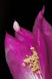 Red flower of a Schlumbergera from the cactus family