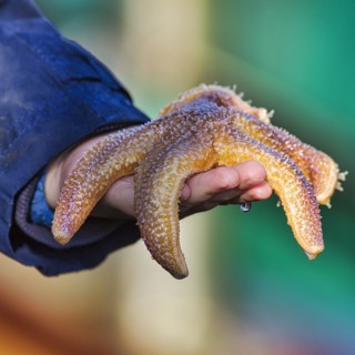 Common starfish