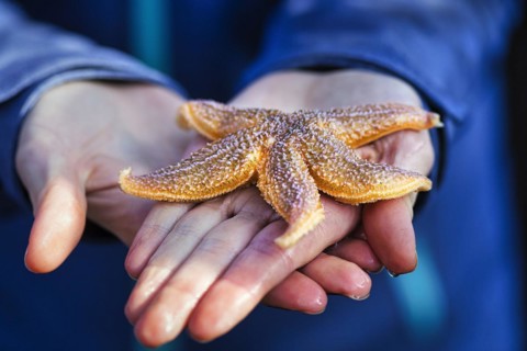 Common starfish