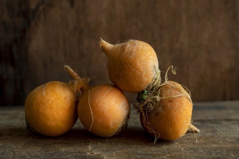 Golden ball turnip on a brown background