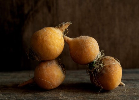 Golden ball turnip on a brown background