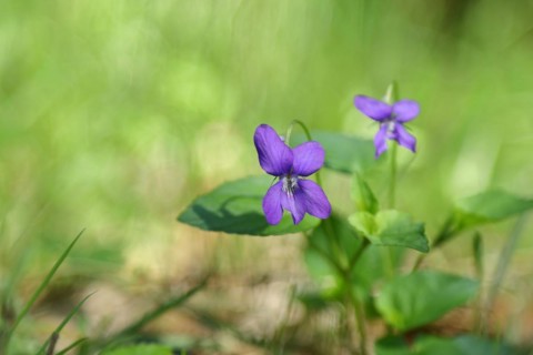 Heath dog-violet