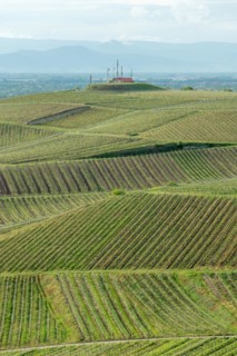 Wines that thrive on stony and volcanic soils