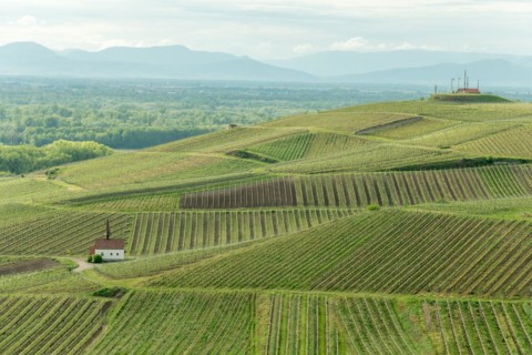 Eichert Chapel in the vineyard in spring