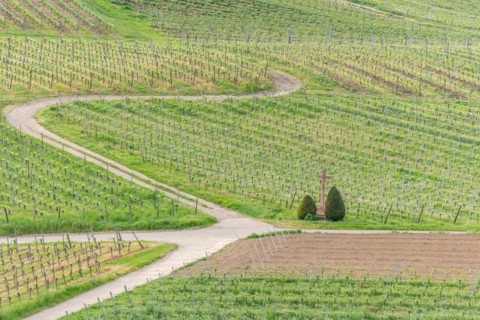 Wines that thrive on stony and volcanic soils
