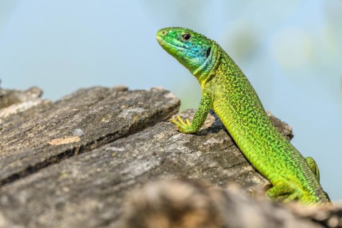 Western green lizard