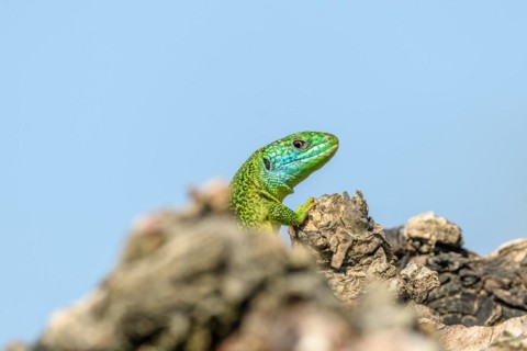 Western green lizard