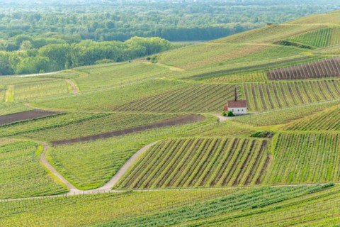 Eichert Chapel in the vineyard in spring