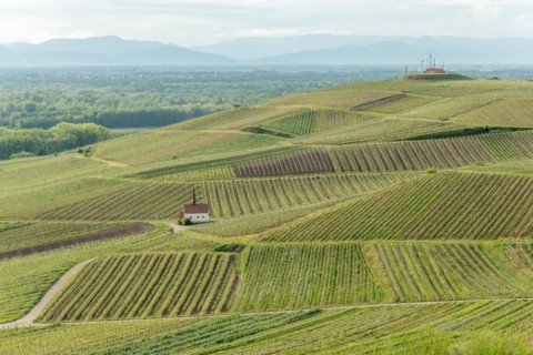 Eichert Chapel in the vineyard in spring