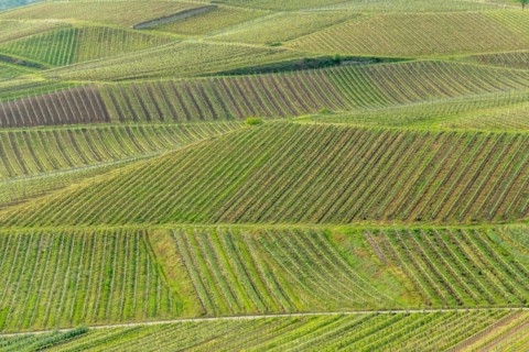 Wines that thrive on stony and volcanic soils