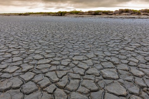 Cracks in the dried mud at the edge of the Vaccares pond