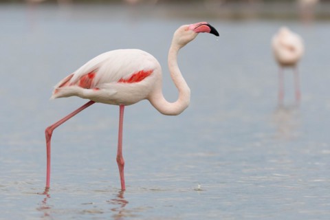 Greater Flamingo