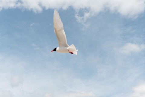 Seabirds in flight in the sky