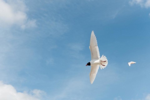 Seabirds in flight in the sky