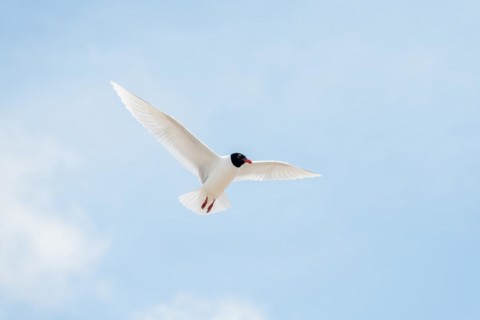 Seabirds in flight in the sky