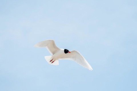 Seabirds in flight in the sky