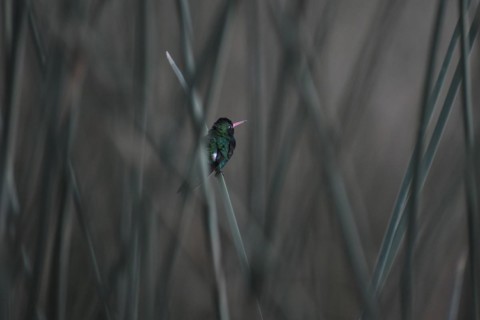 A glittering-bellied emerald
