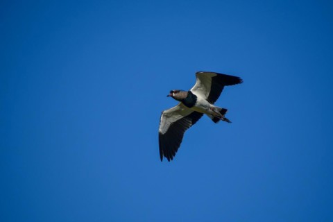 Single southern lapwing