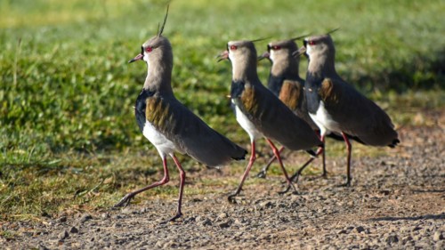 Group of southern lapwing