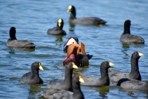 Male mandarin duck