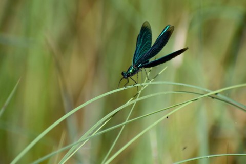 Beautiful demoiselle