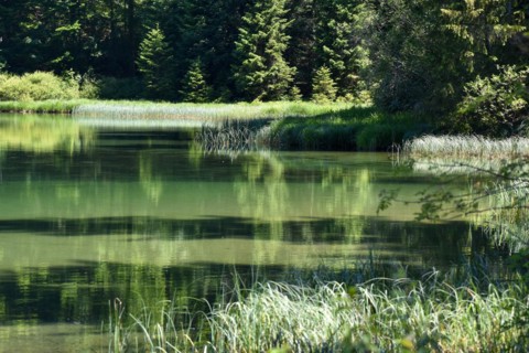 Intact green nature at Frillensee near Inzell
