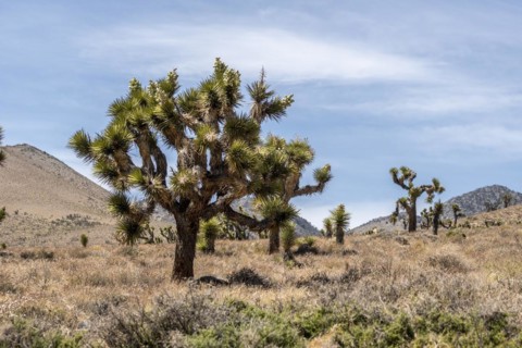 Joshua tree