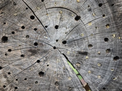 Tree disc for wild bees