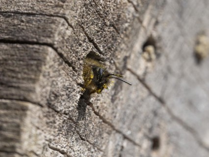 Rusty red mason bee