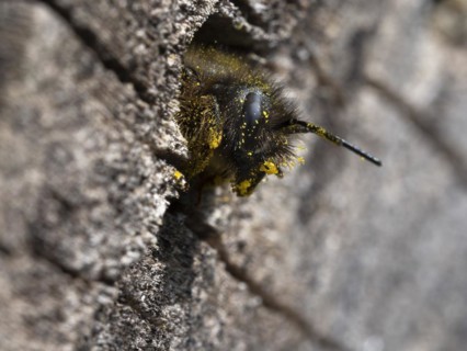 Rusty red mason bee