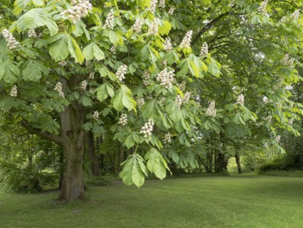 Flowering horse chestnut