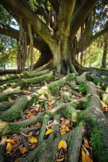 Exotic tree Australian banyan