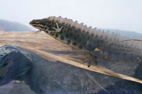 Common newt