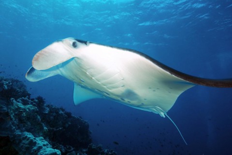 Giant ray manta ray