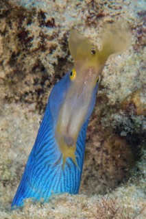 Extreme close-up of head of blue yellow ribbon eel