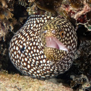 Turkey moray