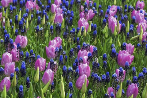 Flowering pink tulips