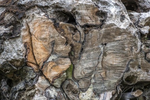 Sawed-through rootstock of a tree