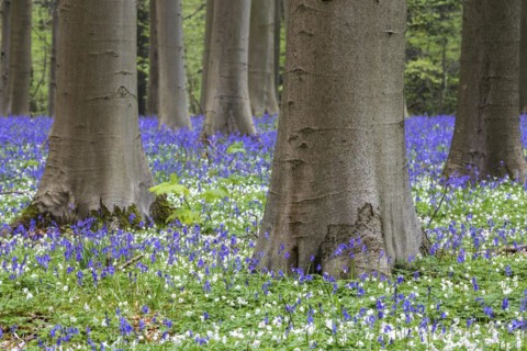 Blue flowering bluebells
