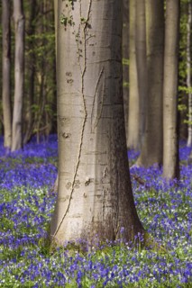 Blue flowering bluebells