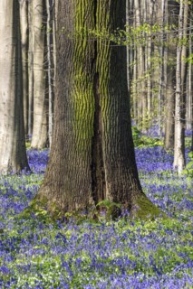 Blue flowering bluebell