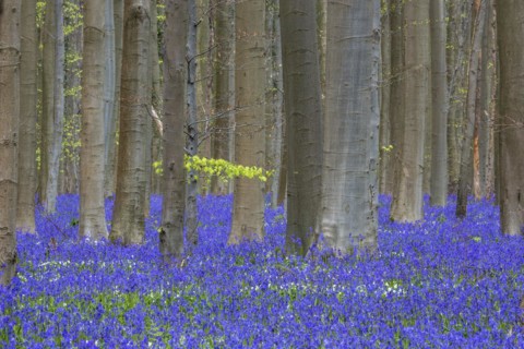 Blue flowering bluebells