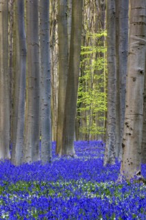 Blue flowering bluebells