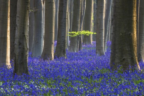 Blue flowering bluebells