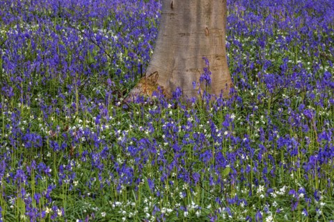 Blue flowering bluebell