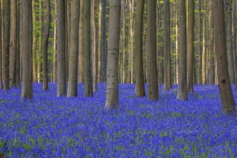 Blue flowering bluebells