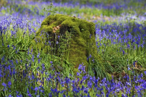 Tree stump overgrown with moss in the midst of blue flowering bluebells