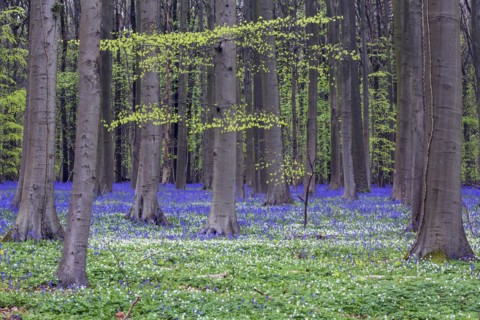 Bush anemone